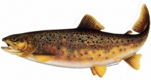 images/productimages/small/Sticker Brown Trout.jpg